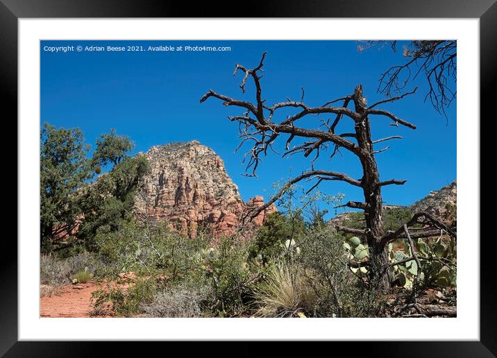 Sedona red rock trail Framed Mounted Print by Adrian Beese