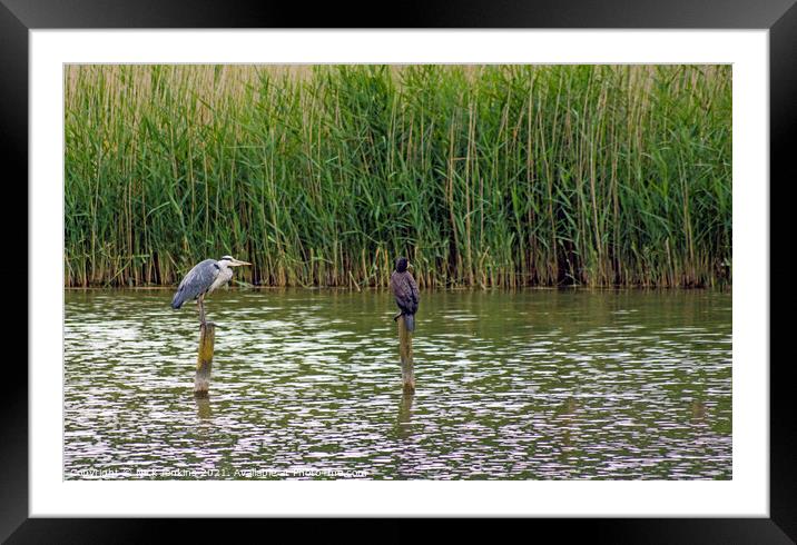 Heron and Cormorant on poles on a reedy cosmeston  Framed Mounted Print by Nick Jenkins