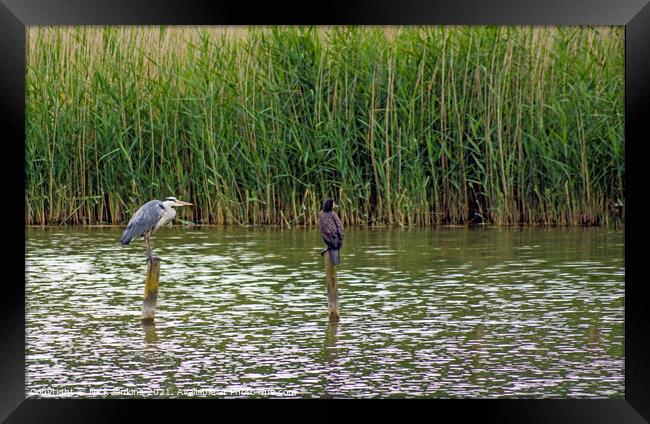 Heron and Cormorant on poles on a reedy cosmeston  Framed Print by Nick Jenkins