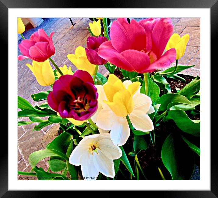 Bright Tulips Framed Mounted Print by Stephanie Moore