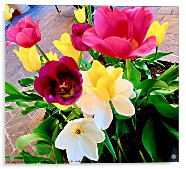 Bright Tulips Acrylic by Stephanie Moore