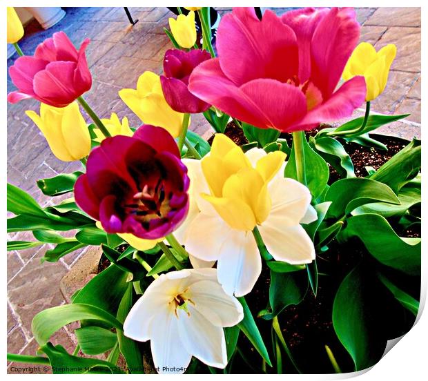Bright Tulips Print by Stephanie Moore