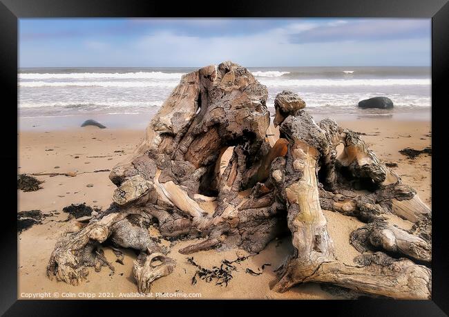 Driftwood Framed Print by Colin Chipp