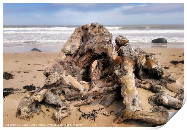 Driftwood Print by Colin Chipp