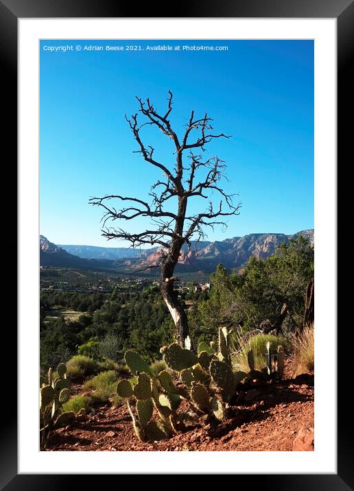 Scorched tree and Cactus overlooking Sedona valley Framed Mounted Print by Adrian Beese