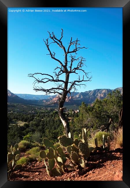 Scorched tree and Cactus overlooking Sedona valley Framed Print by Adrian Beese