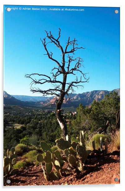 Scorched tree and Cactus overlooking Sedona valley Acrylic by Adrian Beese