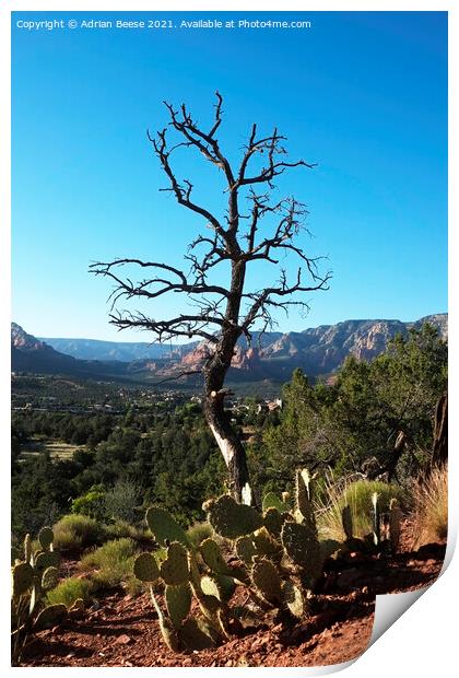 Scorched tree and Cactus overlooking Sedona valley Print by Adrian Beese