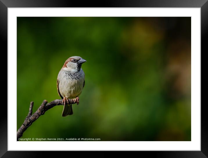 House Sparrow (Passer domesticus) Framed Mounted Print by Stephen Rennie