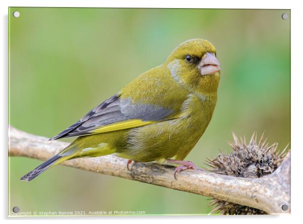 European Greenfinch Chloris chloris Acrylic by Stephen Rennie