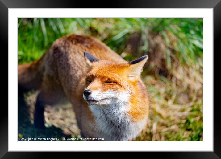 Smiling Red Fox Framed Mounted Print by Milton Cogheil