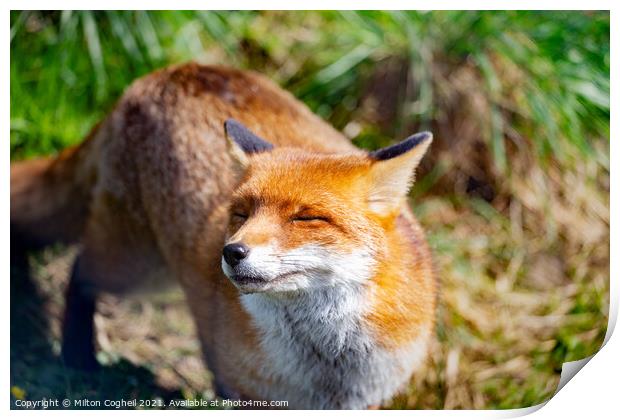 Smiling Red Fox Print by Milton Cogheil