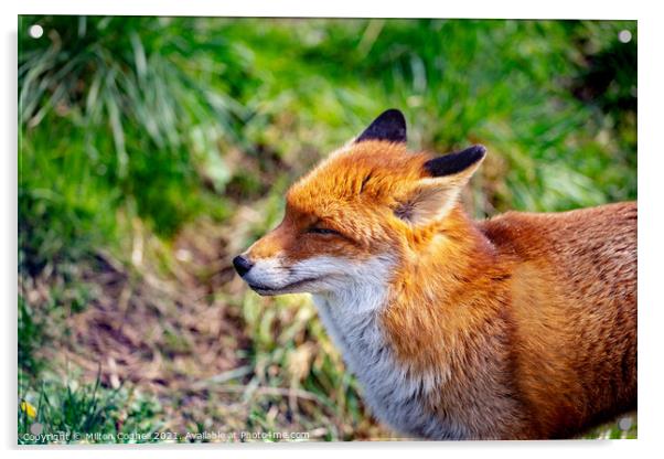 European Red Fox Acrylic by Milton Cogheil