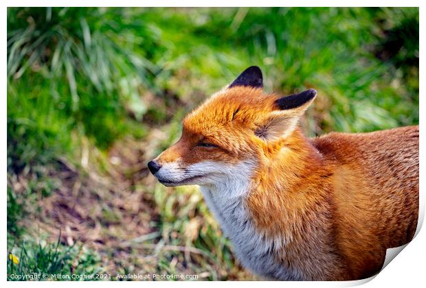 European Red Fox Print by Milton Cogheil