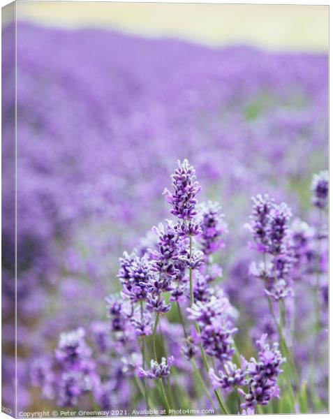 Blooms Of Cotswolds Lavender At Snowshill  Canvas Print by Peter Greenway