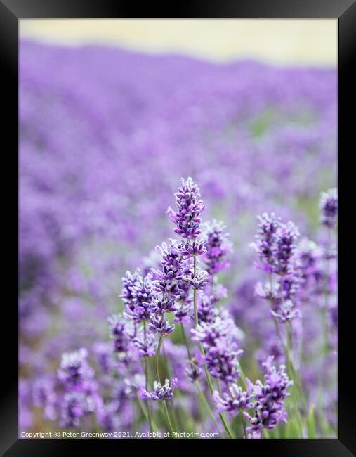 Blooms Of Cotswolds Lavender At Snowshill  Framed Print by Peter Greenway