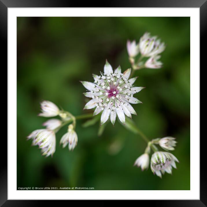Astrantia Framed Mounted Print by Bruce Little