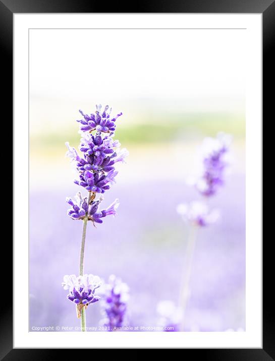 Blooms Of Cotswolds Lavender At Snowshill  Framed Mounted Print by Peter Greenway