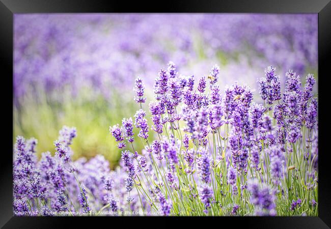 Cotswolds Lavender At Snowshill, Gloucestershire Framed Print by Peter Greenway