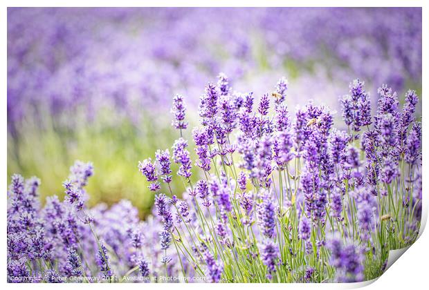 Cotswolds Lavender At Snowshill, Gloucestershire Print by Peter Greenway