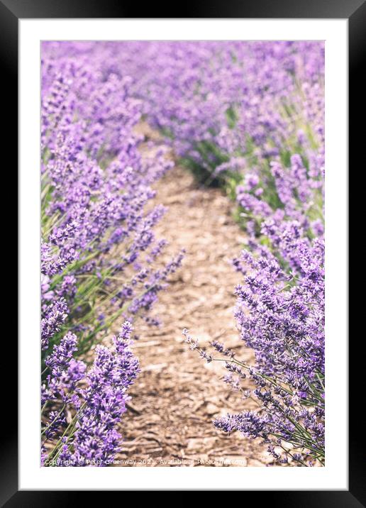 Cotswolds Lavender At Snowshill, Gloucestershire Framed Mounted Print by Peter Greenway
