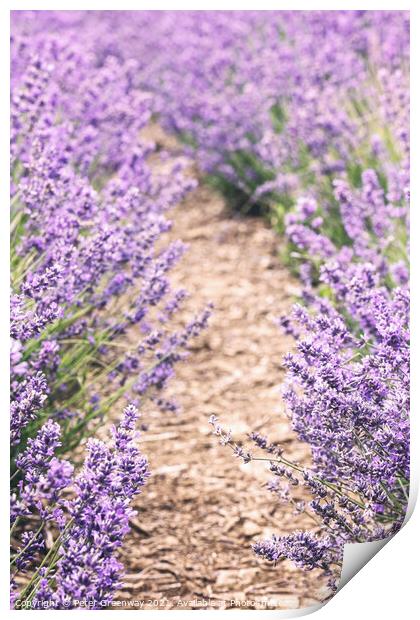 Cotswolds Lavender At Snowshill, Gloucestershire Print by Peter Greenway