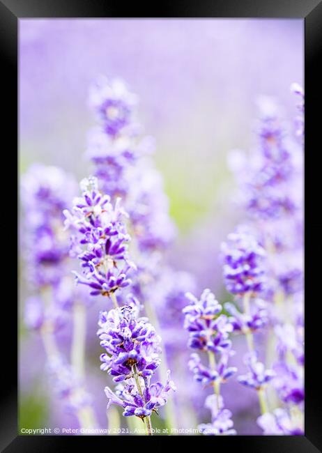 Cotswolds Lavender At Snowshill, Gloucestershire Framed Print by Peter Greenway