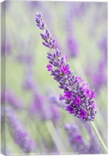 Iscolated Bloom Of Cotswolds Lavender Canvas Print by Peter Greenway