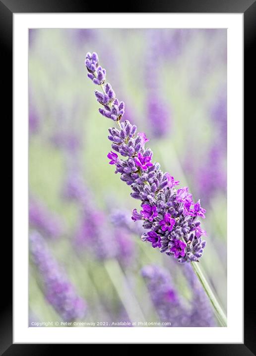 Iscolated Bloom Of Cotswolds Lavender Framed Mounted Print by Peter Greenway