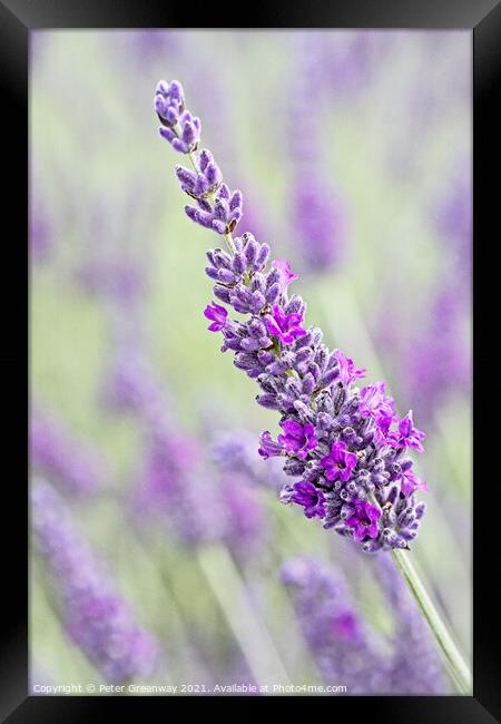 Iscolated Bloom Of Cotswolds Lavender Framed Print by Peter Greenway