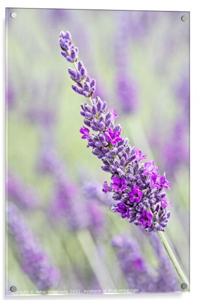 Iscolated Bloom Of Cotswolds Lavender Acrylic by Peter Greenway