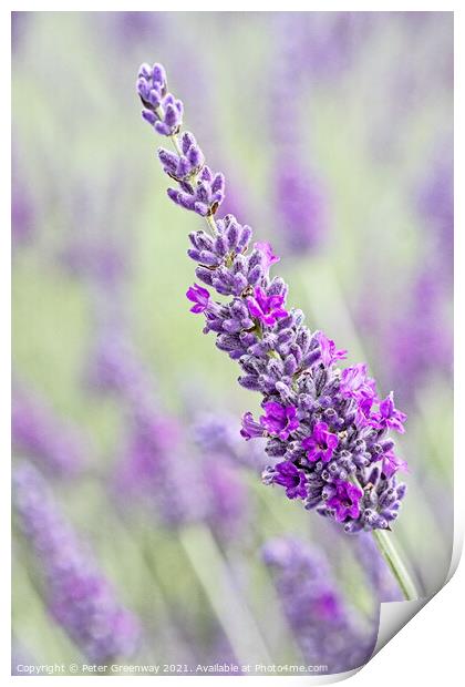 Iscolated Bloom Of Cotswolds Lavender Print by Peter Greenway