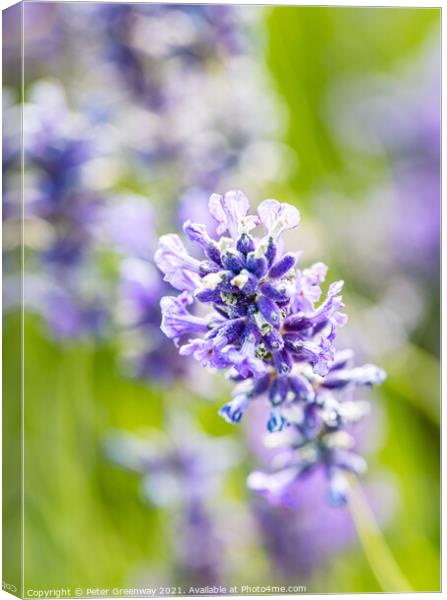Iscolated Bloom Of Cotswolds Lavender Canvas Print by Peter Greenway