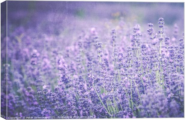 Cotswold Lavender Blooms Canvas Print by Peter Greenway