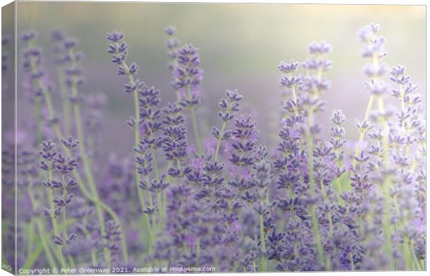 Cotswold Lavender Bloom Canvas Print by Peter Greenway