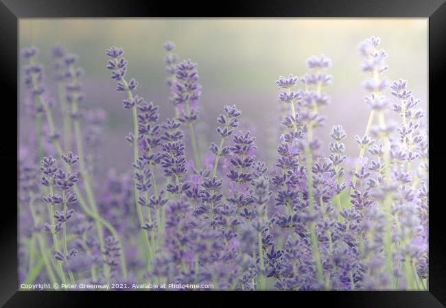Cotswold Lavender Bloom Framed Print by Peter Greenway