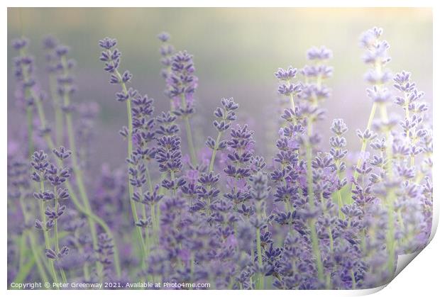 Cotswold Lavender Bloom Print by Peter Greenway