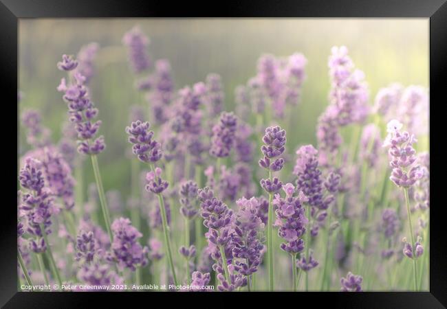 Cotswold Lavender Blooms Framed Print by Peter Greenway