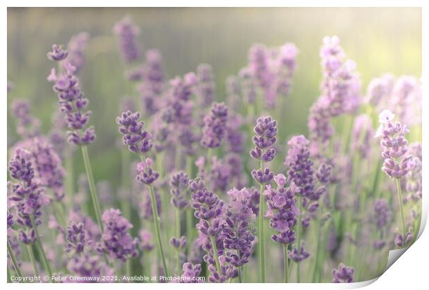 Cotswold Lavender Blooms Print by Peter Greenway