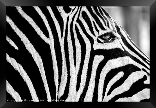 Zebra face Framed Print by Anthony Hedger