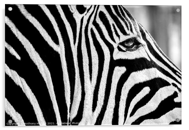 Zebra face Acrylic by Anthony Hedger