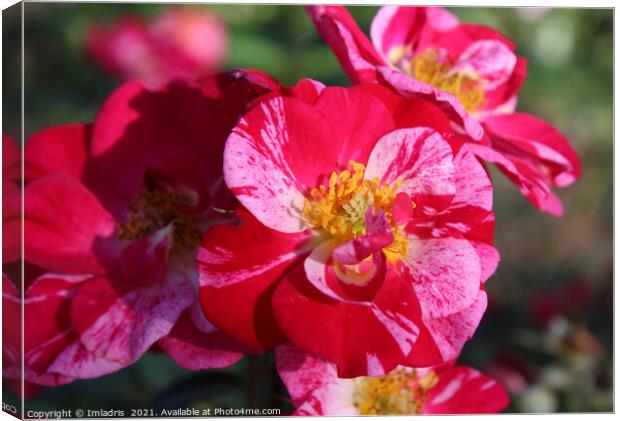 Beautiful Pink and Red Striped Rose Bloom Canvas Print by Imladris 