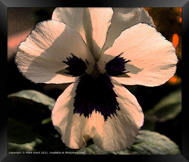 White Pansy Flower. Framed Print by Mark Ward