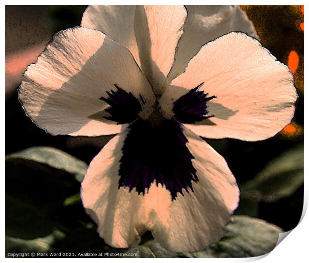 White Pansy Flower. Print by Mark Ward