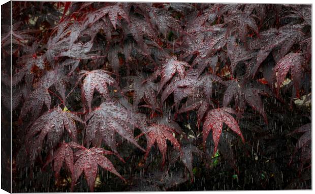 Rain on Acer leaves Canvas Print by Leighton Collins
