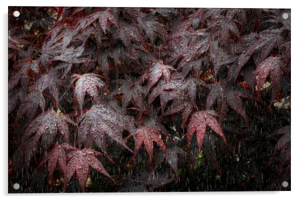 Rain on Acer leaves Acrylic by Leighton Collins