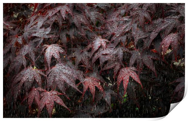 Rain on Acer leaves Print by Leighton Collins