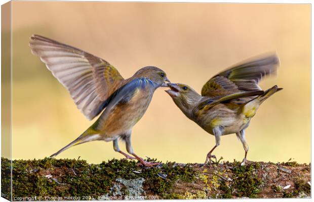 Squabbling greenfinches Canvas Print by Thomas Herzog