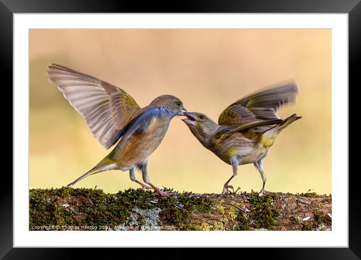 Squabbling greenfinches Framed Mounted Print by Thomas Herzog