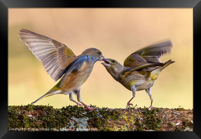 Squabbling greenfinches Framed Print by Thomas Herzog